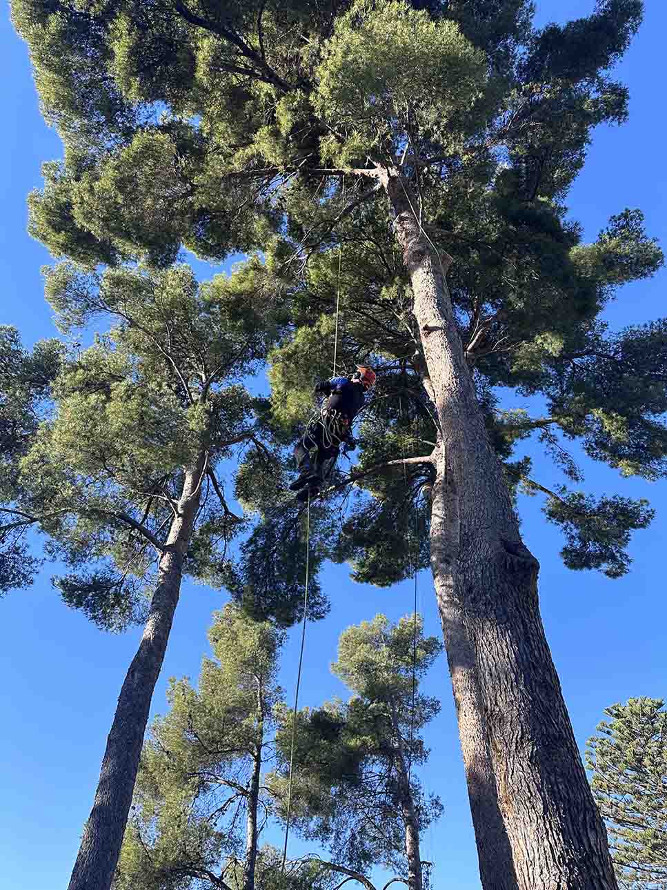 Tecni 3 Arboricultura S.L. Poda